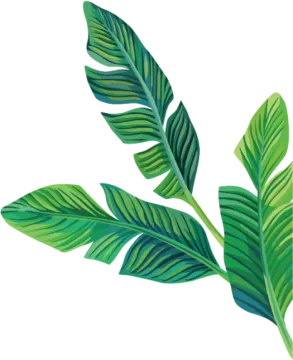 a green leaf on a white background