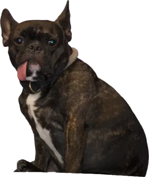 a brown and black dog sitting down with its tongue out