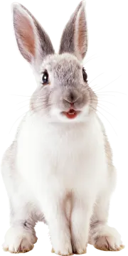 a close up of a rabbit on a white background