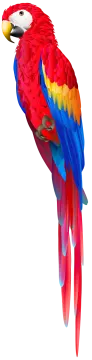 a colorful parrot on a white background