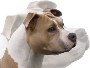 a close up of a dog's head