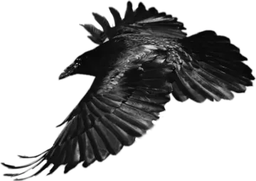 a black bird flying in the sky