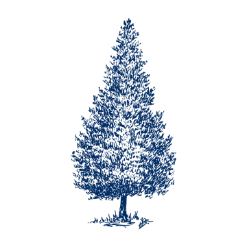a black and white drawing of a tree
