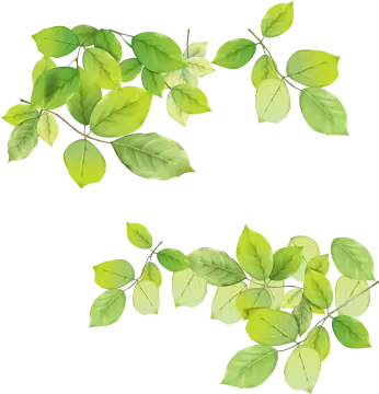 a set of green leaves on white background