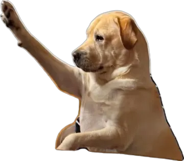 a dog with its paw raised in the air