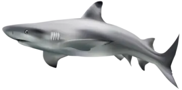 great white shark clipart