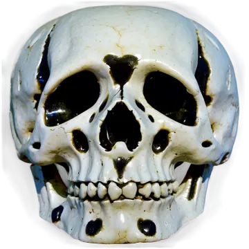 a close up of a skull on a white background