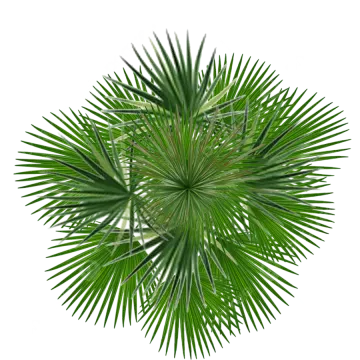 a green palm tree on a white background