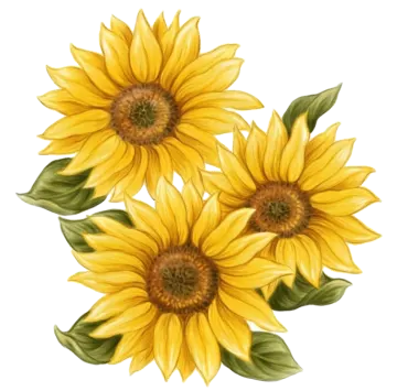 three yellow sunflowers with green leaves