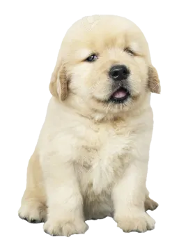 a puppy puppy sitting down and looking at the camera