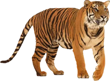 a tiger walking on a white background