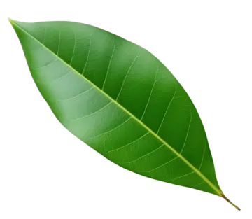 a green leaf on white background