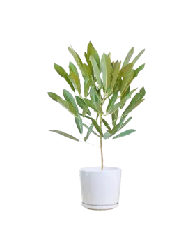 an olive tree in a white pot