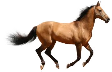 a brown horse running on a white background