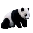 a panda bear sitting down on the ground