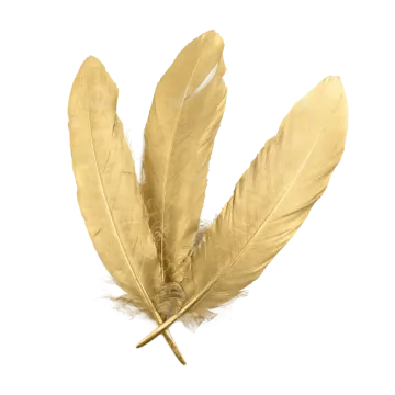 a feather on a white background
