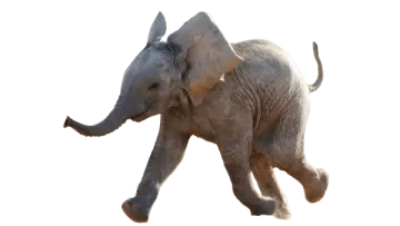 a baby elephant is running in the air
