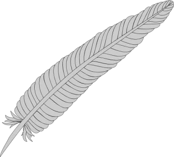 a feather on a white background
