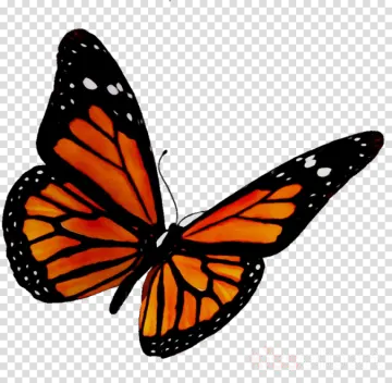 a monarch butterfly on a transparent background