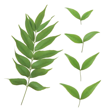 green leaves on a white background