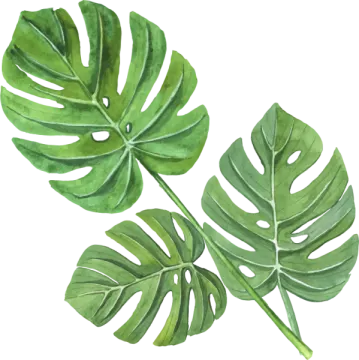 a watercolor painting of monster leaves