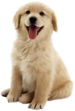 a dog with its tongue out sitting down