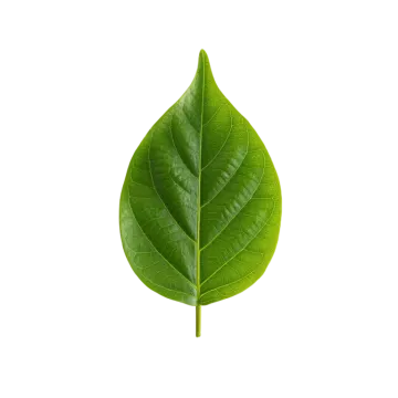 a green leaf on a white background