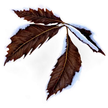 a leaf with snow on it's leaves