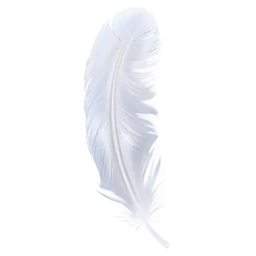 white feather on a white background
