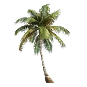 a palm tree on a white background