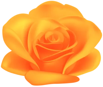 a yellow rose