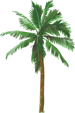 a palm tree on a white background