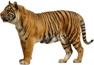 a tiger standing in front of a white background