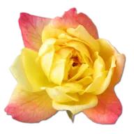 a pink and yellow rose on a white background