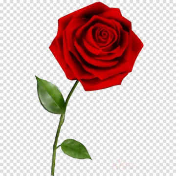 a red rose on a transparent background