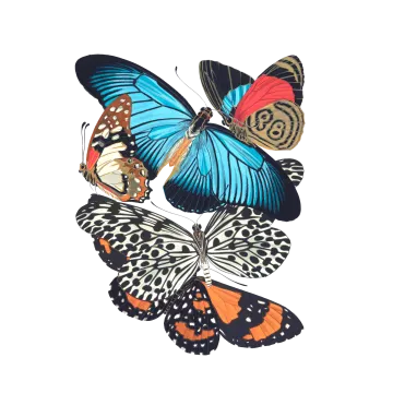 three butterflies on a white background