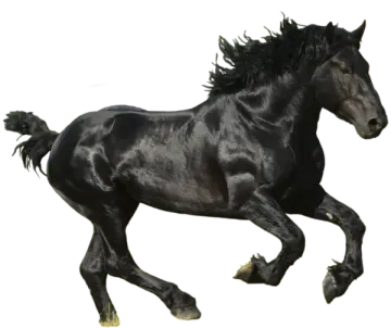 a black horse running on a white background