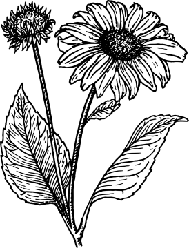 a black and white drawing of two flowers