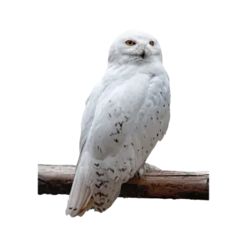 a white bird sitting on top of a branch