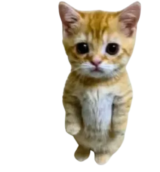 a small kitten sitting on its hinds