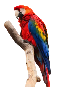 a red and yellow parrot perched on a branch