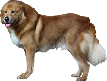 a large brown dog standing on a white background