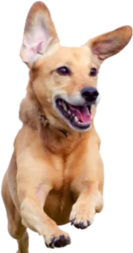 a small dog is jumping in the air