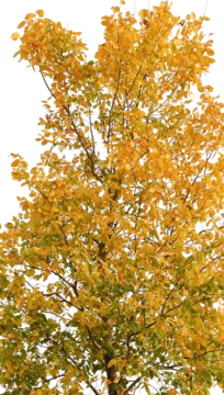a tree with yellow leaves on it