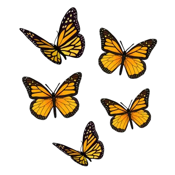 a group of monarch butterflies