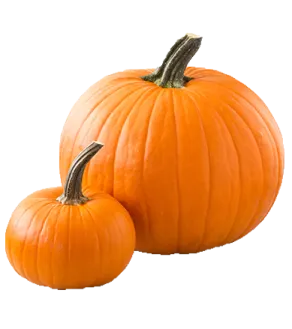 two orange pumpkins on a white background