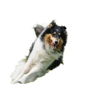 a black and white dog jumping in the air