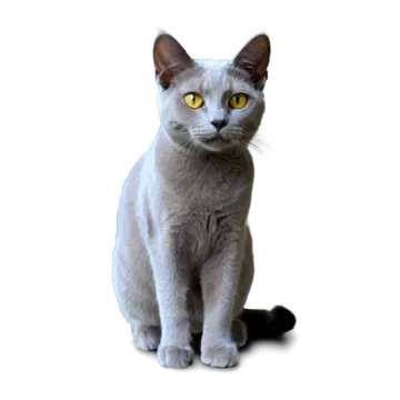 a gray cat with yellow eyes sitting down