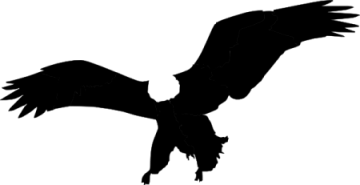 an eagle silhouetted on a white background
