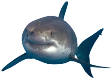 a great white shark swimming in the ocean